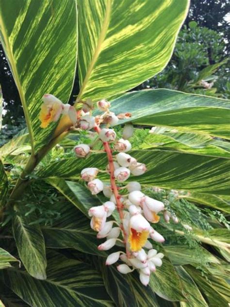 萬年青會開花嗎|花葉萬年青會開花嗎？你有見過沒？